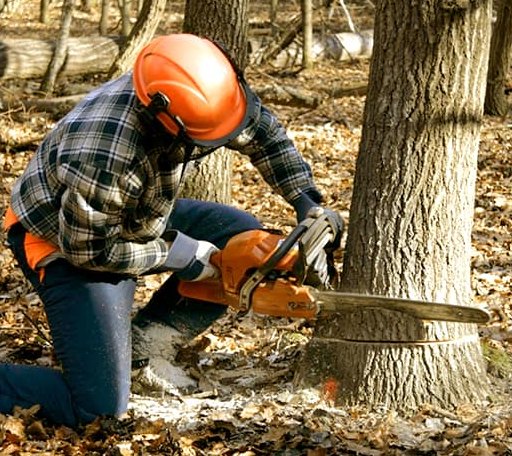 Tree Removal in Brocket, ND